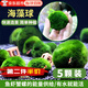 佐之尋海藻球綠藻球魚缸水族箱造景觀賞活體真水草生態(tài)球微景觀水藻球 五顆1歲(1.1～1.2cm)