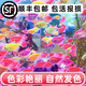 百綸木千彩色天使魚觀賞魚【順豐速發(fā)】群游淡水魚好養(yǎng)耐活熱帶魚新手魚 30條天使魚（顏色混搭）