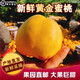 祁語(yǔ)黃金蜜桃黃桃新鮮水果芒果桃黃金油桃順豐無(wú)毛油桃當季大果 大果4.8（12枚）彩箱禮盒