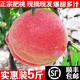 玫梔山東肥城水蜜桃肥桃脆甜超大桃子祝壽桃佛桃孕婦高端送禮水果順豐 12個(gè)裝(單果4兩）家庭裝 肥城水蜜桃順豐