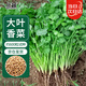 北蔬 香菜種子苗老品種四季盆栽大葉芫荽陽(yáng)臺(tái)菜籽 大葉香菜種子600粒