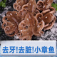元族迷你八爪魚小章魚大爆頭八抓魚新鮮海鮮水產(chǎn)c 20-40小章魚 500g(凈重)  *1袋