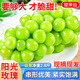 京地達江蘇陽光玫瑰葡萄青提子新鮮水果凈重2.8斤單果10g+源頭直發(fā)包郵