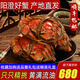 【活蟹】陽澄清歆大閘蟹 鮮活特大螃蟹公蟹母蟹 海鮮水產(chǎn)生鮮禮盒 公5.0-5.3兩母4.0-4.3兩 4對八只
