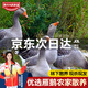 魯爺爺的農場(chǎng)紅嘴雁鵝 鵝肉大鵝散養大雁鵝整只可鐵鍋燉大鵝 整只大雁鵝9-10斤/只