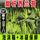 現(xiàn)摘甜桿西蘭苔新鮮有機(jī)青花苔小西蘭花菜苔非芥蘭菜當(dāng)季時令蔬菜 3斤裝 順豐冷鏈【送貨上門】