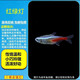 純種巴西寶蓮燈活體熱帶魚觀賞魚群游燈科魚小型魚苗寵物淡水魚 1.5-1.8cm紅綠燈 8條送2條備損