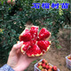 基地直銷(xiāo) 果樹(shù)苗大紅果石榴苗 庭院盆栽地栽果樹(shù)苗 開(kāi)封大紅石榴樹(shù)苗 南方北方種植 當年結果苗 突尼斯軟籽石榴 3年苗 【明年結果少量】