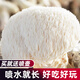 大禹蘑菇種植包玉米平菇芯菌包家庭種植香菇菌菇種子可食用菌種包菌棒 猴頭菇菌包1個約2斤