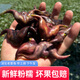 清晨一束光新鮮老菱角新鮮 湖北紅菱角牛角水生蓮角粉糯香甜現摘現發(fā) 凈重5斤 老菱角 生的