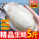 耀合莊【送貨上門】精品生蠔鮮活5斤特大海蠣子牡蠣新鮮活生蠔 生蠔（1.5-2兩）帶箱5斤-特惠款