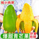 新鮮金煌芒大青芒玉芒當(dāng)季現(xiàn)摘現(xiàn)發(fā)青皮黃皮甜心芒果應(yīng)季水果芒果 凈重2.5-3斤小果-單果100-250g