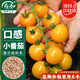 壽禾 黃色小番茄種子苗口感圓果西紅柿蔬菜籽 濰育黃妍小番茄種子25粒