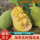 桃西村海南榴蓮蜜【順豐速發(fā)】 熱帶水果小尖蜜拉巴掌榴蓮蜜新鮮水果 7-8斤榴蓮蜜【催熟食用】