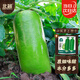北蔬 青蘿卜種子苗夏秋季水果蘿卜生吃脆甜菜籽 沙窩蘿卜種子50g桶裝