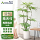 愛(ài)優(yōu)尚精品南天竹室內辦公室大型綠植盆栽客廳造景真樹(shù)四季常青源頭直發(fā)