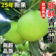 正宗陜西青蘋果9斤當(dāng)季現(xiàn)摘新鮮水果酸脆甜綠小蘋果王林瑞雪整箱M 8.5斤【精選優(yōu)質(zhì)】