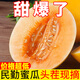 甘肅民勤蜜瓜黃河蜜瓜金紅寶蘭州沙漠黃金蜜瓜甜瓜黃肉黃皮香瓜 凈重6-7斤