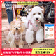 puppytie狗狗牽引繩小型犬狗繩遛狗繩背心式泰迪柯基寵物胸背帶狗狗胸背帶 櫻花粉-胸背帶+牽引繩 XS-超小型建議 4-10斤