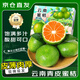 悠軼云南蜜桔手剝特早熟青皮橘子酸甜柑橘新鮮孕婦水果 凈4.5-5斤甄選暢享果【劃算】50mm+ 30年老樹果【皮薄肉厚】