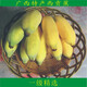 廣西特產(chǎn)西貢蕉 新鮮banana香蕉 新鮮水果現(xiàn)砍現(xiàn)發(fā)貨 凈重4.5斤裝