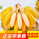 小博生鮮 廣西蘋(píng)果蕉 香蕉粉蕉 芭蕉 新鮮水果 自然熟 生果需催熟 小香蕉 凈重5斤