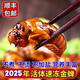 信盛堂知了猴 2025新鮮金蟬活體鮮凍爬叉猴知了龜蟬蛹特產(chǎn)送禮 買(mǎi)金蟬發(fā)順豐冷鏈快遞