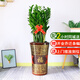 仙植緣【同城配送】1.3米大型金錢(qián)樹(shù)盆栽辦公室內客廳開(kāi)業(yè)喬遷送禮綠植 |1.2-1.3米|大號金錢(qián)樹(shù)|福字瓷盆 專(zhuān)車(chē)送貨 更快更好