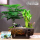 結(jié)盟者文竹盆栽室內(nèi)植物黑骨茶老樁盆景空氣凈化辦公室綠植茶桌桌面好養(yǎng) 老樁文竹+鵬程萬里紫沙盆+同款底托