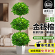 花行榜大型綠植物客廳室內盆栽花卉搖錢(qián)樹(shù)金錢(qián)榕1.7-1.9m梯形盆源頭直發(fā)