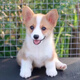 純種柯基幼犬活體雙血統(tǒng)威爾士雙色三色小短腿小型犬家養(yǎng)寵物狗狗 血統(tǒng)級 雙血統(tǒng)帶證書 公