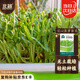 北蔬 芽苗菜種子苗空心菜無土水培盆栽蔬菜種籽 空心菜芽苗菜種子200g
