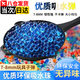 京騰佳盛水彈7-8mm水彈珠水晶彈兒童玩具槍軟水珠彈蛋水寶寶藍(lán)色競技水蛋 (約6萬顆) 藍(lán)色 7-8mm