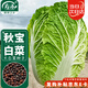 壽禾 大白菜種子苗秋季蔬菜種籽大田種植 濰育秋寶白菜種子10g*5袋