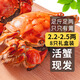 【活蟹】乾澄大閘蟹現(xiàn)貨2.2-2.5兩 8只 足斤足兩鮮活六月黃螃蟹生鮮海鮮禮盒裝源頭直發(fā)