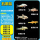 金苔鼠清潔魚(yú)魚(yú)缸工具魚(yú)除藻吃糞便垃圾魚(yú)老鼠魚(yú)熱帶觀(guān)賞魚(yú)清道夫 鼠魚(yú)精品套餐一（5條）