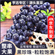 亨迅云南夏黑葡萄藍(lán)莓葡萄提子新鮮孕婦時(shí)令水果生鮮 精品凈重5斤裝