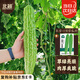 北蔬 苦瓜種子種苗早熟疙瘩綠苦瓜盆栽蔬菜種籽 良苦一號(hào)苦瓜種子30粒