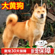 麥基樂(lè)中華田園犬五黑犬黃狗白面虎斑四眼鐵包金土松幼犬活體 田園級(jí) 黃狗 公