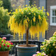 流蘇樹(shù)苗盆栽四季開(kāi)花濃香四季好養室內外植物陽(yáng)臺庭院觀(guān)花卉綠植 新品【橙黃】耐寒耐熱 熱銷(xiāo)款：八年樹(shù)狀獨桿-當年開(kāi)花爆滿(mǎn)【包活】