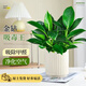 沭之美金鉆綠公主盆栽綠植花卉 A級金鉆3株+創(chuàng  )意流光黃陶瓷盆 源頭直發(fā)