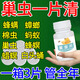 巢蟲清木片正品中蜂專用蜜蜂防棉蟲藥養(yǎng)蜂防蟲片蜂巢驅(qū)蟲蜂箱除蟲 1瓶【巢蟲片】蟲子當(dāng)晚死 不傷蜂