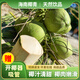 海南文昌去皮椰子9個(gè)裝大果新鮮椰青孕婦補羊水果香水椰現摘青椰 6個(gè)裝