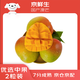 京鮮生 國產(chǎn)澳芒 2粒裝 單果約400g 生鮮水果