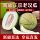正宗新疆老漢瓜蜜瓜香甜香瓜哈密瓜新鮮水果一箱當(dāng)應(yīng)季 1-2個裝【帶箱6-7斤】