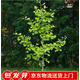 聽雪樓銀杏樹苗大樹庭院白果苗南北方地栽盆栽種植特大果樹苗Y 3公分粗（高111cm-140cm） 不含盆