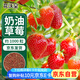 花沃里奶油草莓種子1000粒 紅草莓蔬菜種子四季種草莓苗室內外陽(yáng)臺盆栽