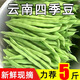 云南四季豆五斤新鮮現(xiàn)摘云南長扁豆角農(nóng)家應(yīng)當(dāng)季蔬菜蕓豆現(xiàn)摘菜豆 新鮮四季豆五斤帶箱