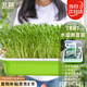 北蔬 水培蔬菜豌豆種子芽苗菜育苗盤種植盒套裝 加深盤水培豌豆苗套餐