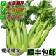 輕食高原生鮮清芹榨汁芹菜新鮮蔬菜低脂脆嫩水果西芹-胖東來同款 4斤囤貨裝（順豐包郵）